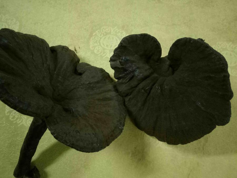 云雾深山野生椴木灵芝香芝短柄赤芝干货380元至1180元500g包邮!