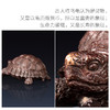 朱炳仁铜 龟寿延年 铜雕家居饰品摆件工艺艺术品精品 客厅 书房 商品缩略图3