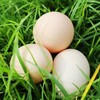 柴鸡蛋 | 山林散养 商品缩略图2