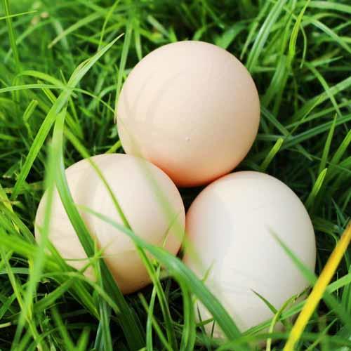 柴鸡蛋 | 山林散养 商品图2