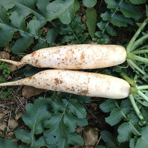 云南农家种植白萝5斤 水份多 不发糠 羊肉炖萝卜