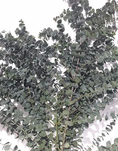 昆明直发小叶尤加利叶5枝