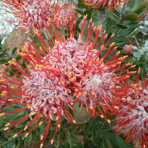 针垫，枝长50公分左右，5支起售 商品图0