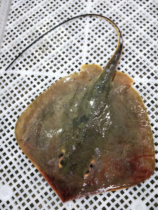 海钓野生黄鳐老板鱼福建省内满200包邮省外补运费差价