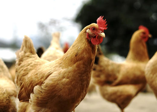 【第二箱半价】竹林跑鸡蛋40枚 商品图4