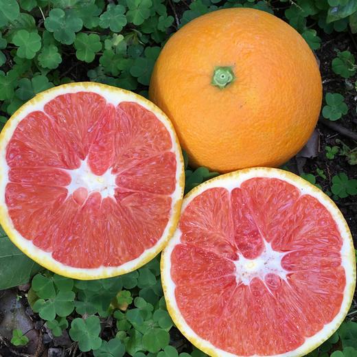 湖北 长江边血橙 1箱约8斤礼盒装 花青素 商品图8