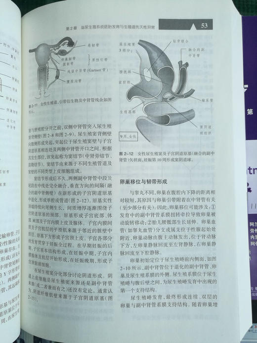 《妇产科学zuixin诊断与zhiliao》（上下册）（第11版） 商品图3