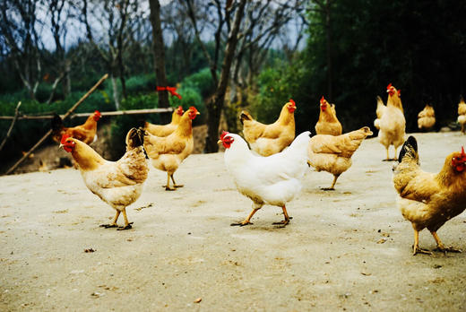 【第二箱半价】竹林跑鸡蛋40枚 商品图5