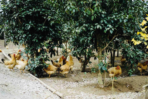 【第二箱半价】竹林跑鸡蛋40枚 商品图6