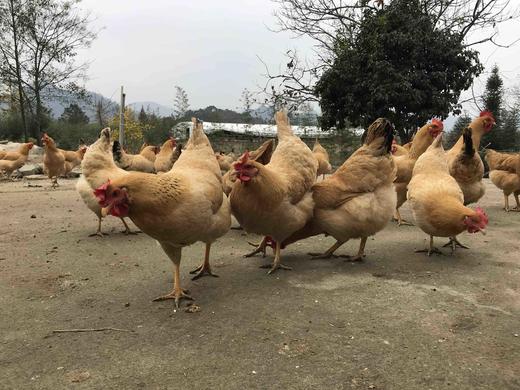 【第二箱半价】竹林跑鸡蛋40枚 商品图7