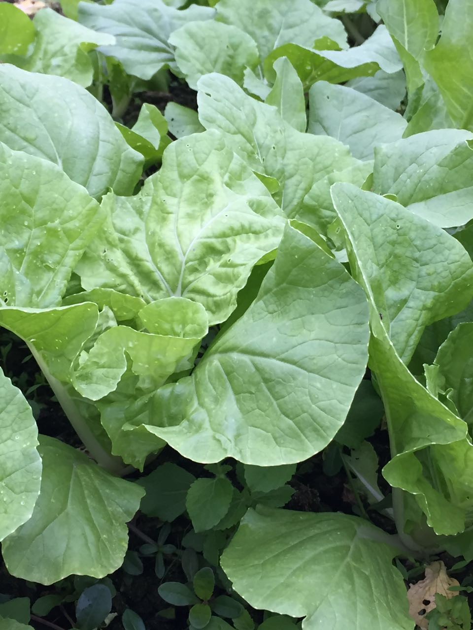 绿色蔬菜套餐三:8份/箱(菜心,大白菜秧,奶白菜,芥兰,四季豆,白萝卜,线