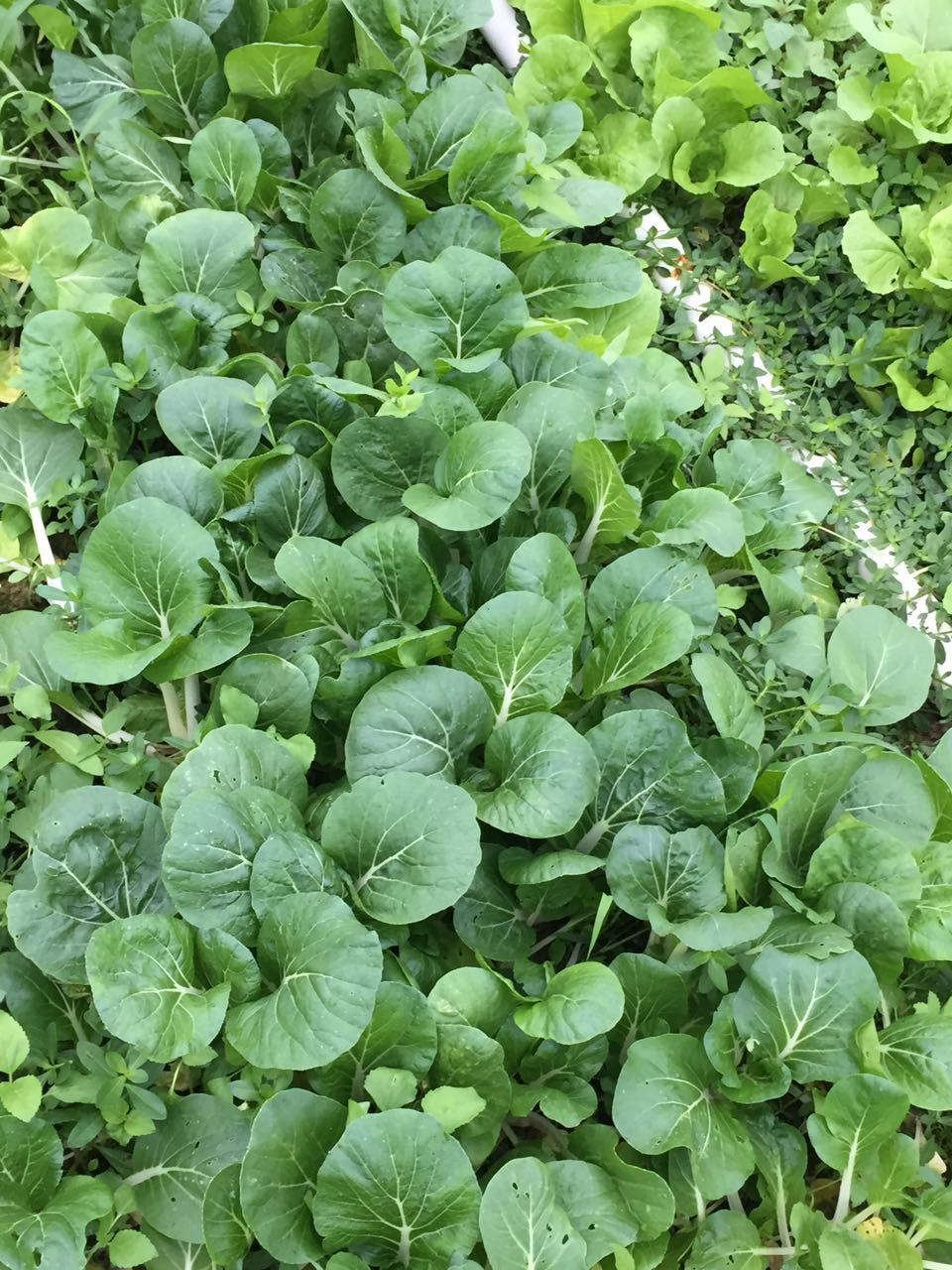 和记南方:绿色蔬菜套装8份/箱(仅限珠江三角洲顺丰包邮)