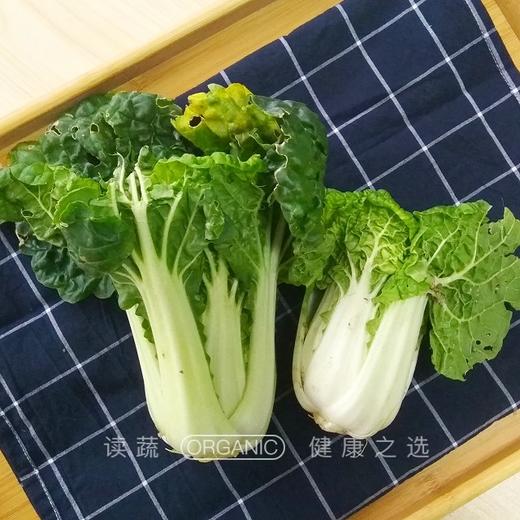 烏菜 黃心烏 (400g)〔organic