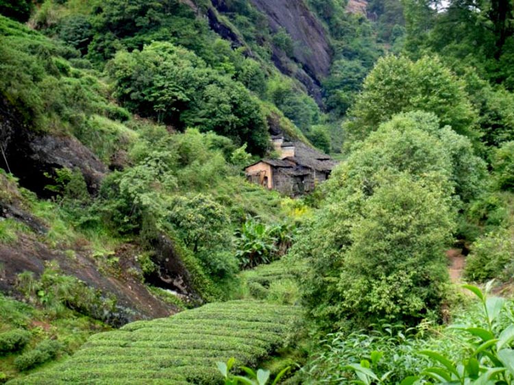 茶香记合沐轩竹窠肉桂2017正岩核心山场三道炭焙岩骨花香茶气足不返青