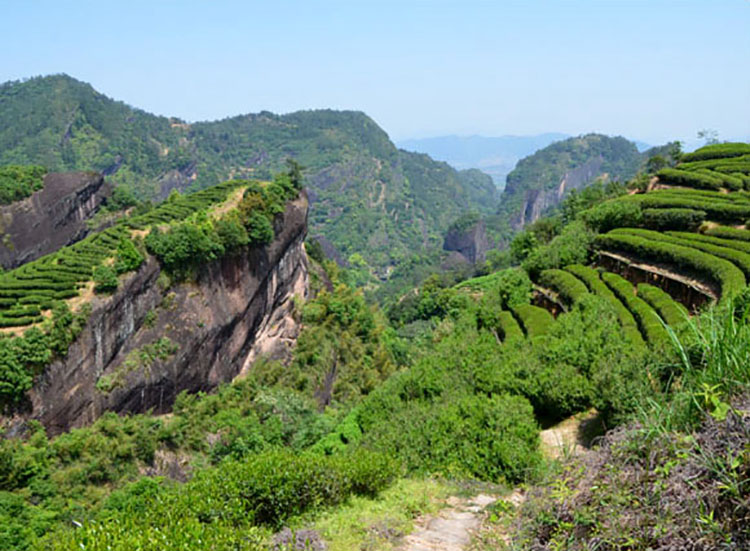 茶香记合沐轩竹窠肉桂2017正岩核心山场三道炭焙岩骨花香茶气足不返青