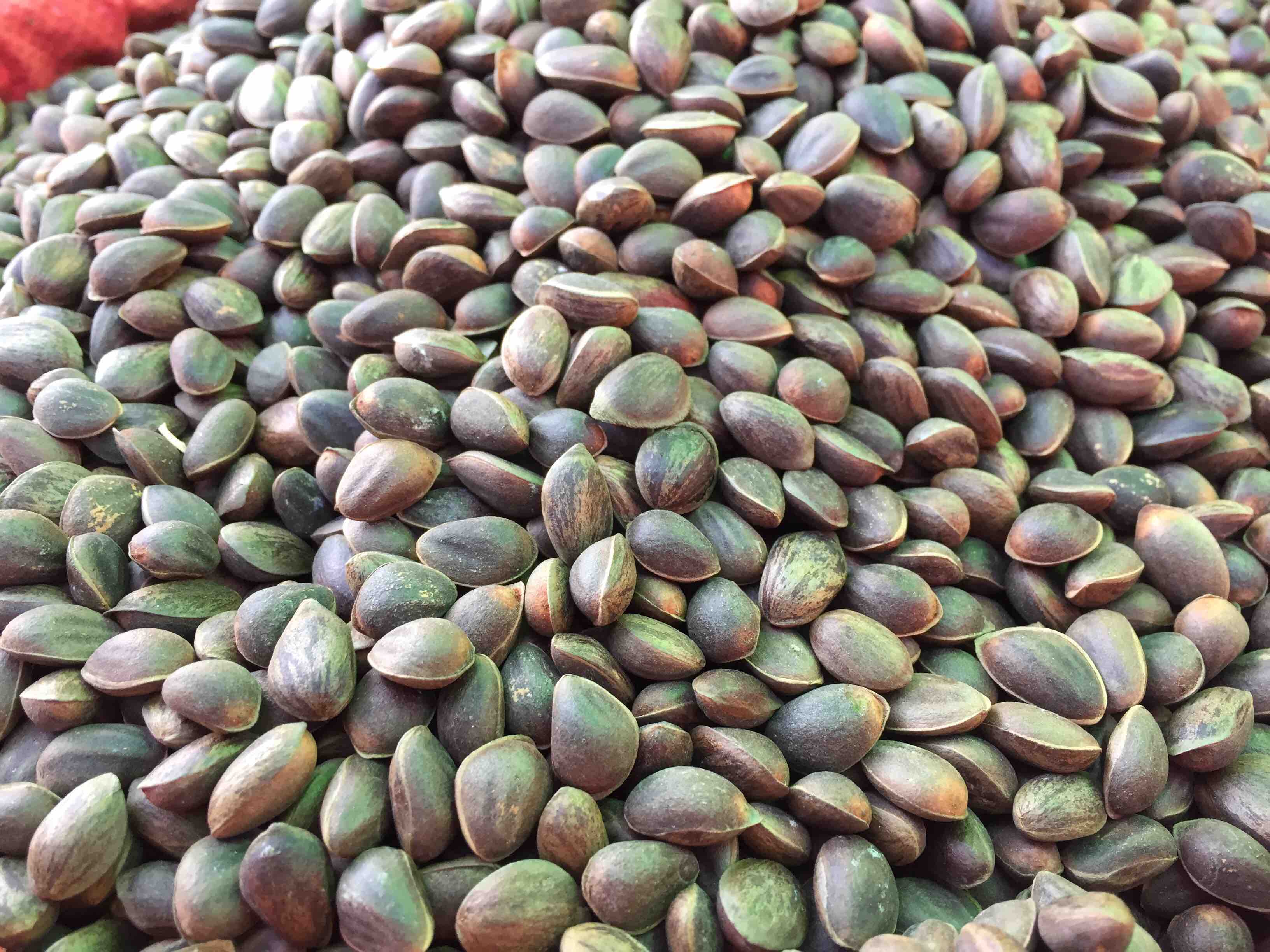 yn云南新鲜野生落水松子颗颗饱满