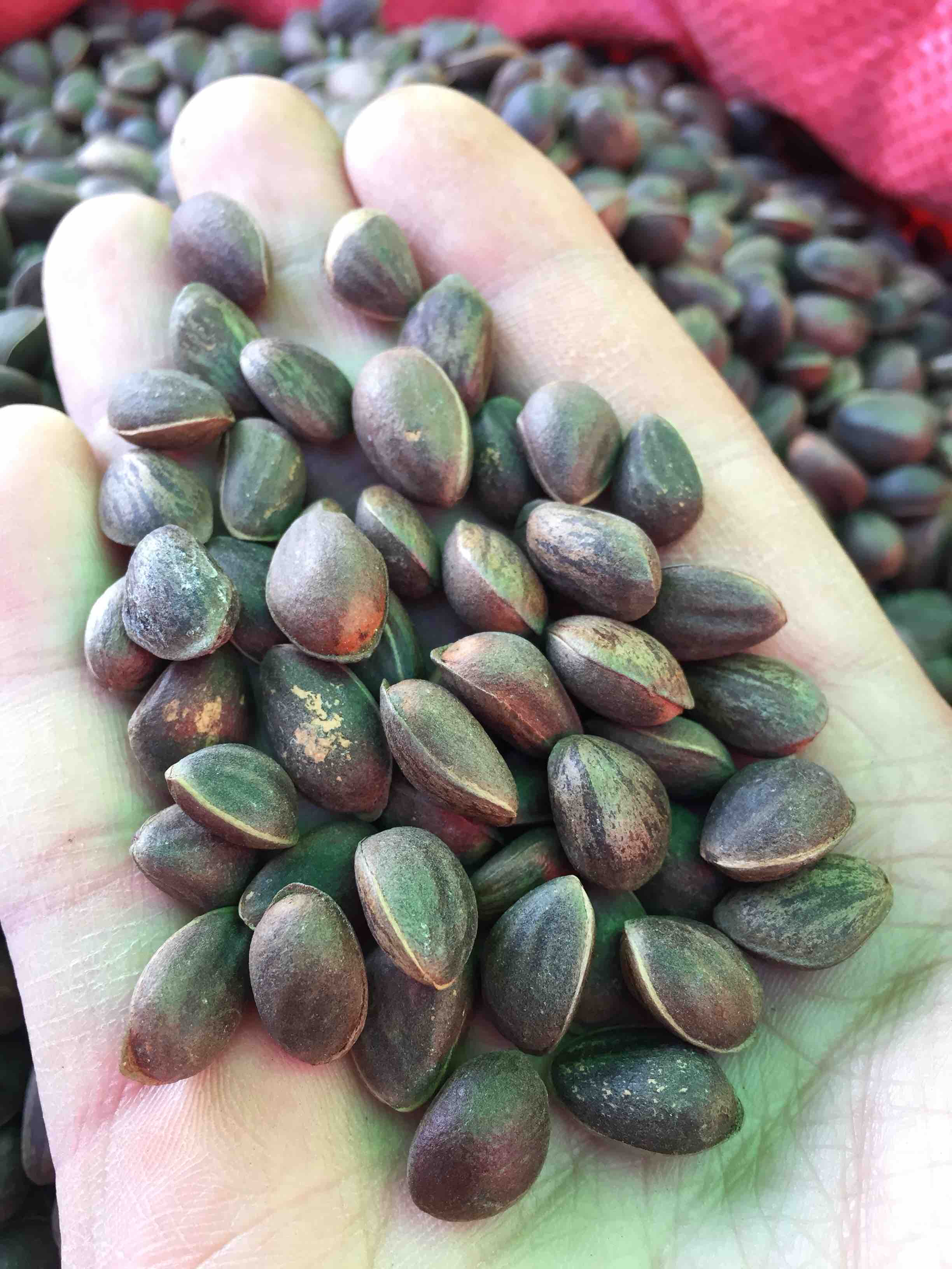 yn云南新鲜野生落水松子颗颗饱满