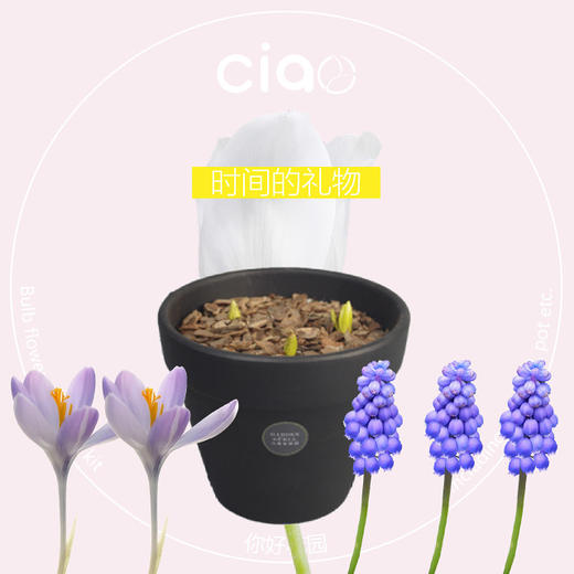 Ciao mini 桌上花园【时间的礼物】冬季种球套装 商品图0