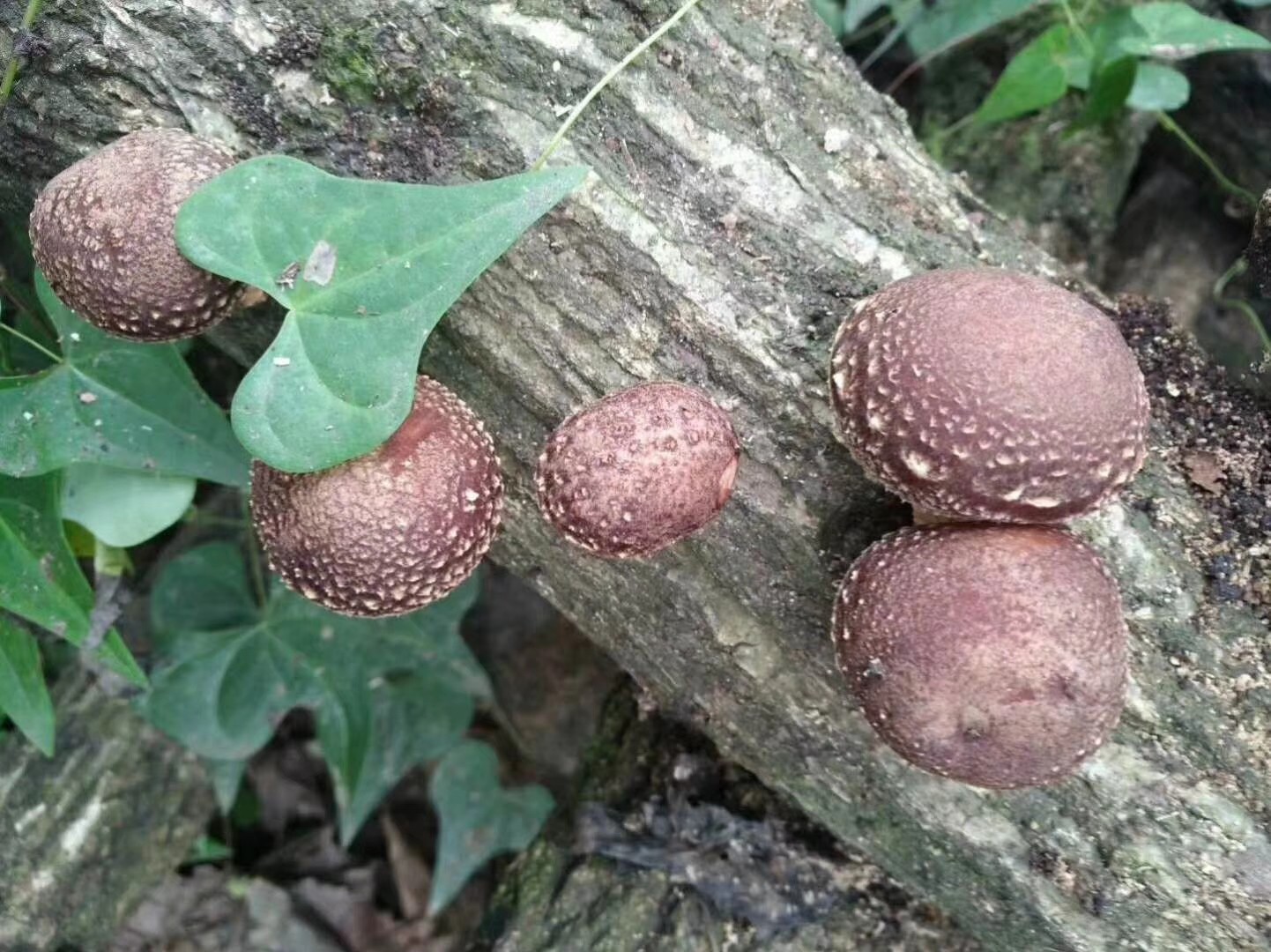 纯天然的原生态椴木花菇
