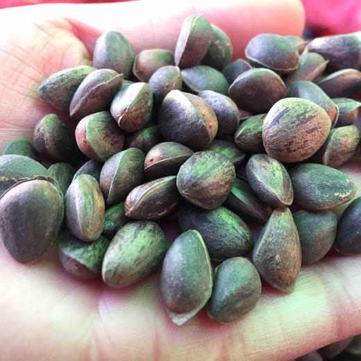 yn云南新鲜野生落水松子颗颗饱满