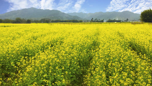 2.01出发【百花齐放】翁源油菜花+新丰樱花+从化李花3天（臻享三天1元报） 商品图4