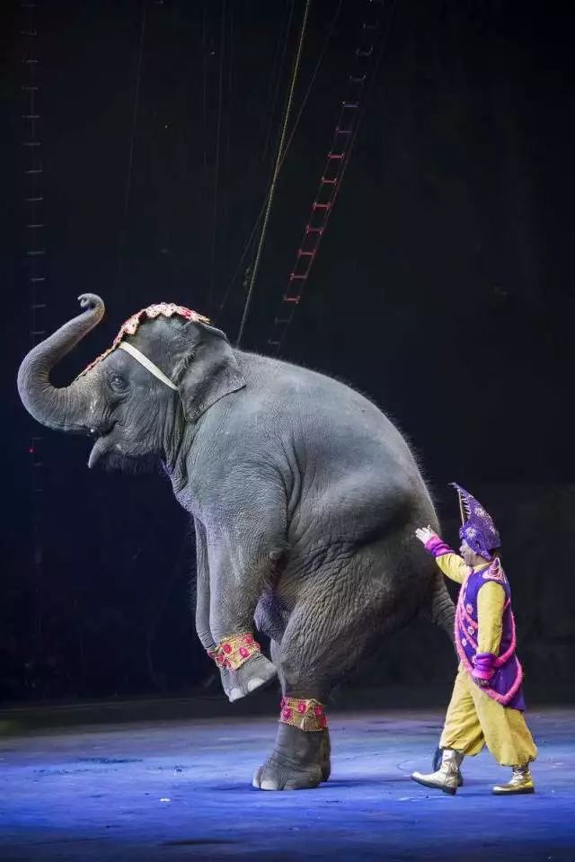 299元起海滨城大马戏门票全家一起看大象老虎上演欢乐大马戏l