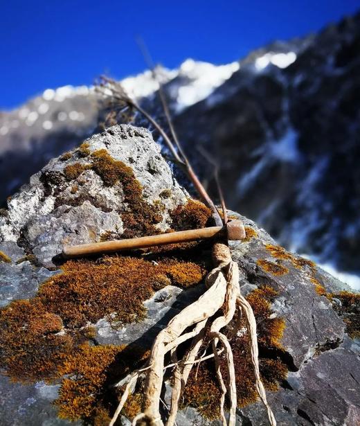 250克（半斤）野生当归 商品图2