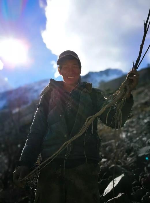 250克（半斤）野生当归 商品图3