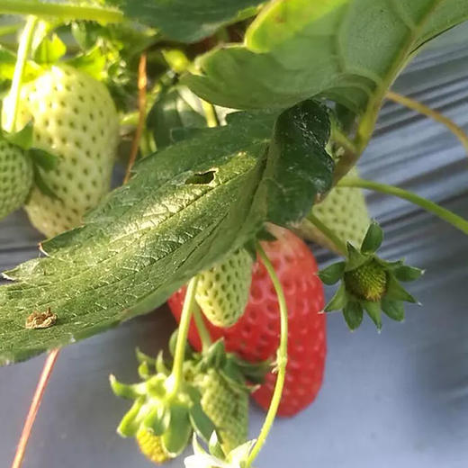 生态草莓(900g装)－预定统一带回 商品图1