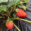 生态草莓(900g装)－预定统一带回 商品缩略图2