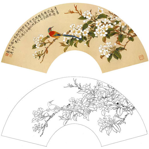 俞致贞工笔花鸟白描底稿扇面小品锦带花梧桐凤多种白描尺寸可选a368