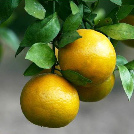 【8斤】广西皇帝柑8斤家庭装 商品图3