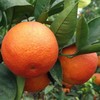 【4斤】塔罗科血橙 商品缩略图3