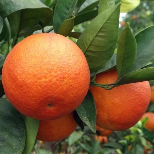 【4斤】塔罗科血橙 商品图3