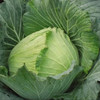 迈绿达优选【包菜】莲花菜  1个2.3斤左右 商品缩略图2