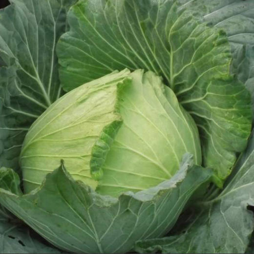 迈绿达优选【包菜】莲花菜  1个2.3斤左右 商品图2