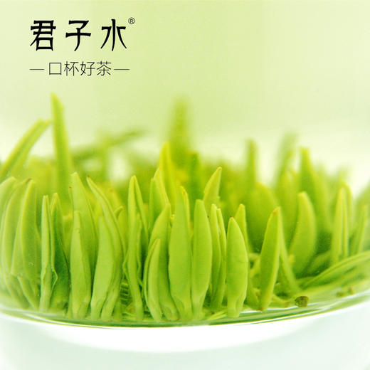 颗颗独芽【雀舌茶100g清香味】采摘早春嫩芽 四川高山绿茶 清香四溢 明前高档茶叶 商品图1