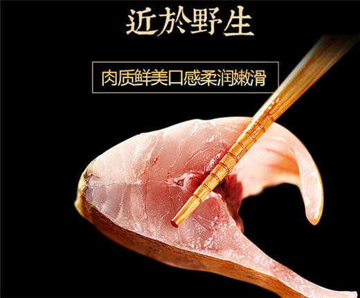 预售 预计12月23日发货 如遇天气回暖发货会另有延迟「自营」 舟山码头直供黄花鱼( 通过放射性安全复检) 商品图4