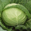 迈绿达优选【包菜】莲花菜  1个2.3斤左右 商品缩略图5