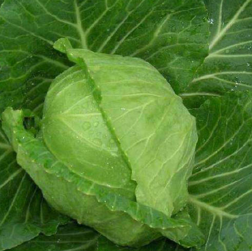 迈绿达优选【包菜】莲花菜  1个2.3斤左右 商品图4