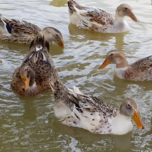 【黑精刚】茂名钜园农业黑精刚天然放养游水鸭3年老鸭整鸭豪华礼盒 商品图1