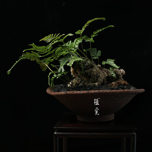 植觉孤品猫爪蕨