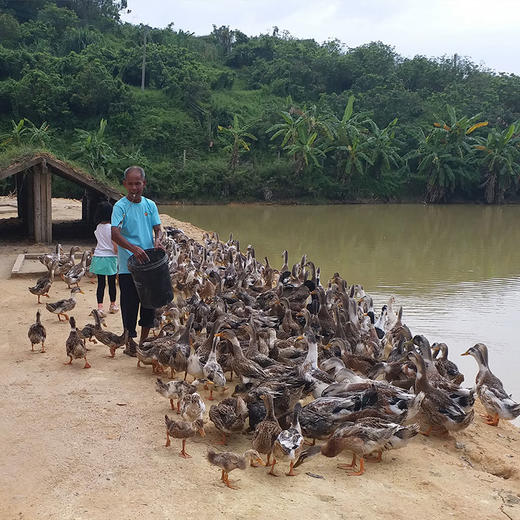 【黑精刚】茂名钜园农业黑精刚天然放养游水鸭3年老鸭整鸭豪华礼盒 商品图2