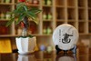 云南古树普洱茶 | 書（熟茶）|  商品缩略图0