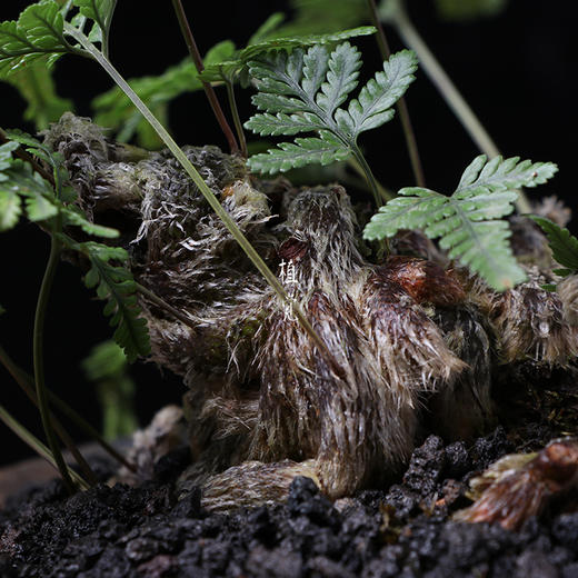 植觉孤品猫爪蕨