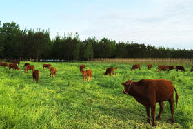 【冷冻】牛油250g