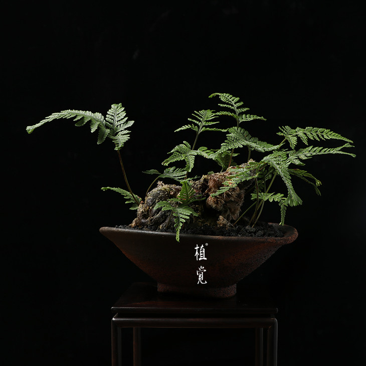 植觉孤品猫爪蕨