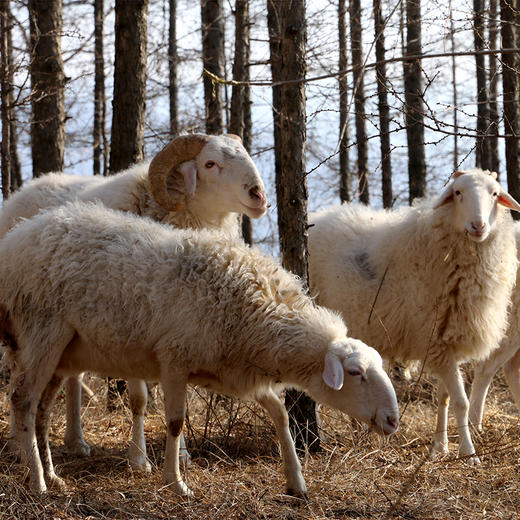 【3份包邮】国产羊腿肉_高原放养羔羊肉_已排酸  膻味小   1斤 商品图2