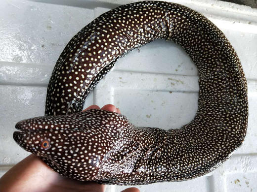 野生钱鳗福建省内满200包邮省外补拍运费差价