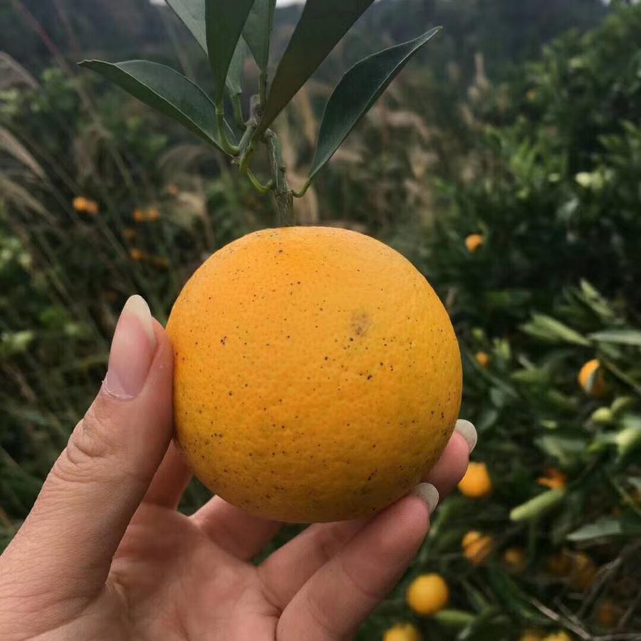 【名优特产】正宗麻阳冰糖橙9斤包邮湘西特产新鲜水果橙子水果
